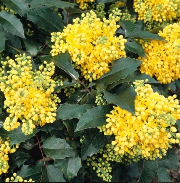 MAHONIA POSPOLITA kosmetyki Psoristop